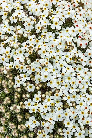 Rock Jasmine, Androsace villosa, in flowering, Campo Imperatore, Gran Sasso national park, Abruzzo, Italy, Europe Rock Jasmine, Androsace villosa, in flowering, Campo Imperatore, Gran Sasso national park, Abruzzo, Italy, Europe