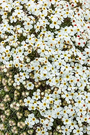 Rock Jasmine, Androsace villosa, in flowering, Campo Imperatore, Gran Sasso national park, Abruzzo, Italy, Europe