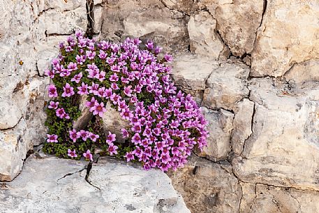 Saxifrage oppositifolia subsp. speciosa, Gran Sasso national park, Abruzzo, Italy, Europe