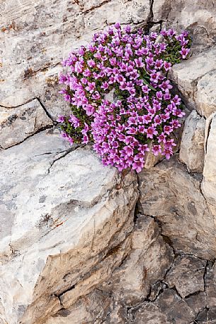 Saxifrage oppositifolia subsp. speciosa, Gran Sasso national park, Abruzzo, Italy, Europe