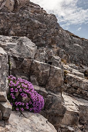 Saxifrage oppositifolia subsp. speciosa, Gran Sasso national park, Abruzzo, Italy, Europe