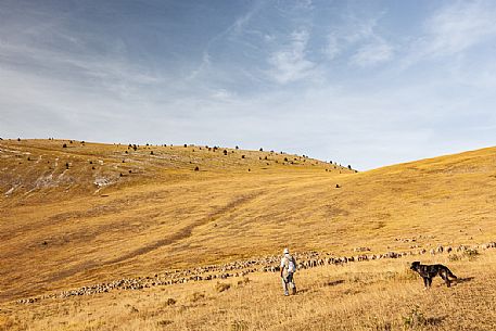 Shepherd and flock of sheep at Campo Imperatore, Gran Sasso national park, Abruzzo, Italy, Europe