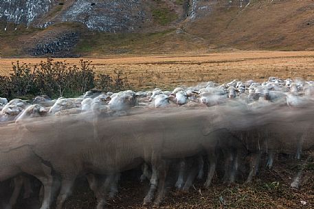 Flof of sheep in motion at Campo Imperatore, Gran Sasso national park, Abruzzo, Italy, Europe