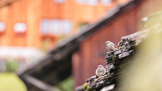 Alpine bird, Phoenicurus ochruros in a wooden roof of Badia valley, dolomites, Trentino Alto Adige, Italy, Europe Alpine bird, Phoenicurus ochruros in a wooden roof of Badia valley, dolomites, Trentino Alto Adige, Italy, Europe