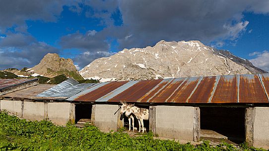 Casera Bordaglia di Sopra hut and in the background the Volaia mount, Forni Avoltri, Carnia, Friuli venezia Giulia, Italy, Europe Casera Bordaglia di Sopra hut and in the background the Volaia mount, Forni Avoltri, Carnia, Friuli venezia Giulia, Italy, Europe