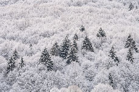 Snowy Cansiglio forest, Veneto, Italy, Europe