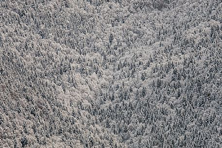 Snowy Cansiglio forest, Veneto, Italy, Europe