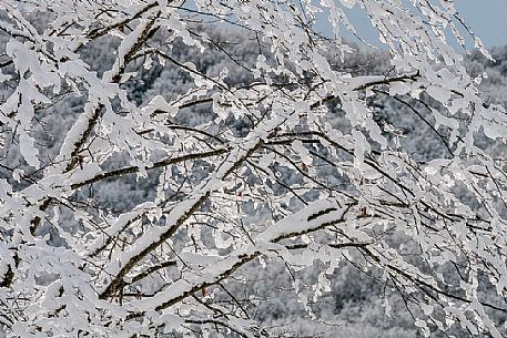 Snowy branch in the Cansiglio forest, Veneto, Italy, Europe Snowy branch in the Cansiglio forest, Veneto, Italy, Europe