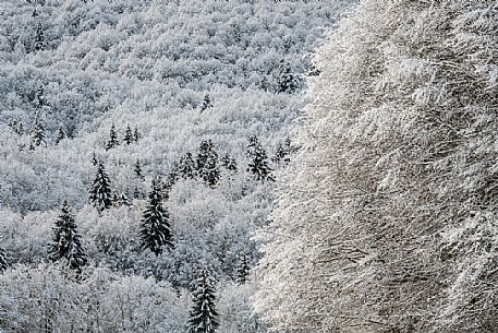 Snowy Cansiglio forest, Veneto, Italy, Europe