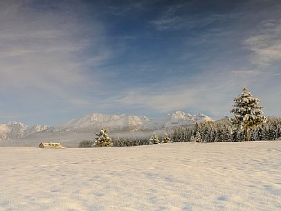 Winter in the Piana Cansiglio plateau and in the background the Monte Cavallo mountain range, Veneto, Italy, Europe Winter in the Piana Cansiglio plateau and in the background the Monte Cavallo mountain range, Veneto, Italy, Europe