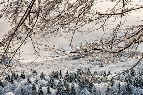 Snowy Cansiglio forest, Veneto, Italy, Europe