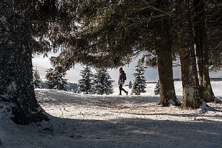 Winter hiking in the Cansiglio forest, Veneto, Italy, Europe Winter hiking in the Cansiglio forest, Veneto, Italy, Europe