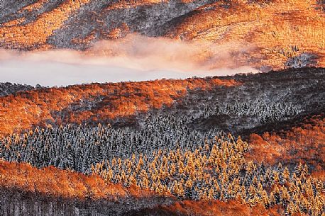 Detail of the Cansiglio forest in a wintry sunrise, Veneto, Italy, Europe