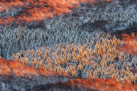 Detail of the Cansiglio forest in a wintry sunrise, Veneto, Italy, Europe