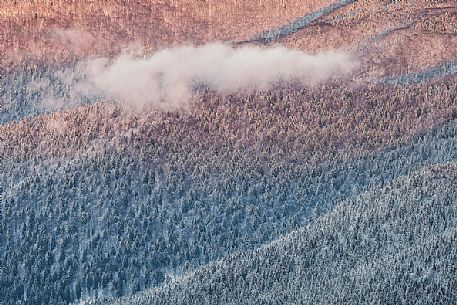 Detail of the Cansiglio forest in a wintry day, Veneto, Italy, Europe Detail of the Cansiglio forest in a wintry day, Veneto, Italy, Europe
