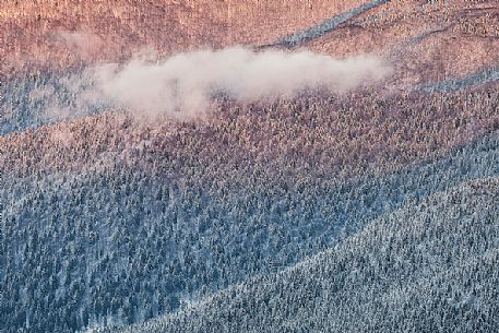 Detail of the Cansiglio forest in a wintry day, Veneto, Italy, Europe