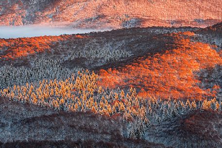 Detail of the Cansiglio forest in a wintry sunrise, Veneto, Italy, Europe