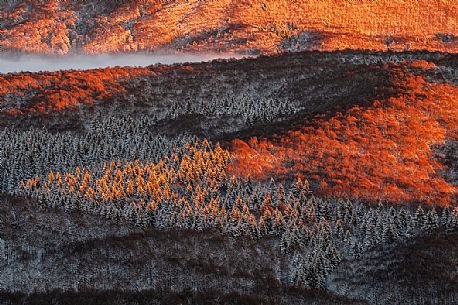 Detail of the Cansiglio forest in a wintry sunrise, Veneto, Italy, Europe