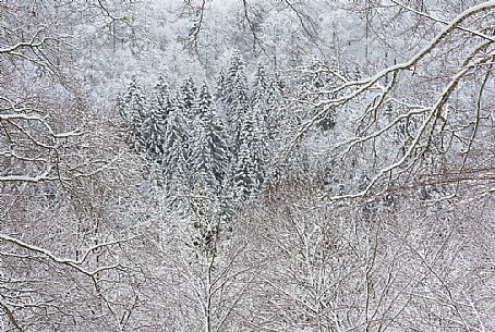 Snowy Cansiglio forest, Veneto, Italy, Europe