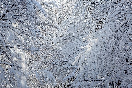 Snowy Cansiglio forest, Veneto, Italy, Europe