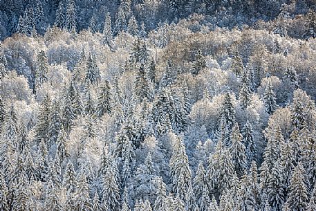 Snowy Cansiglio forest, Veneto, Italy, Europe