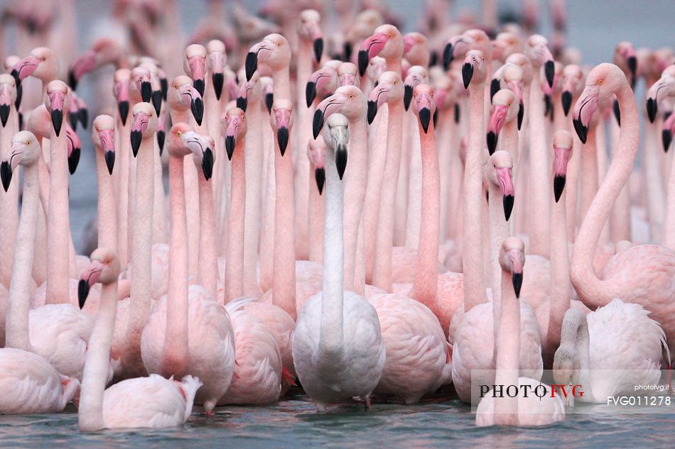 Greater flamingo