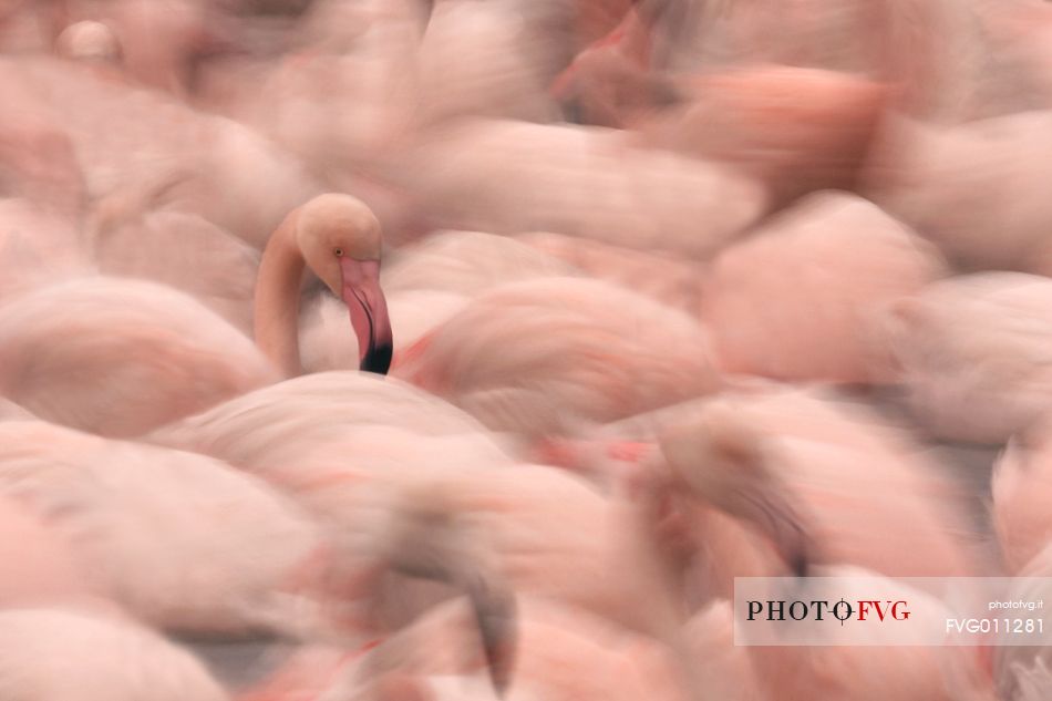 Greater flamingo