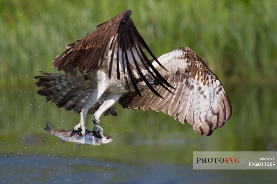 Osprey