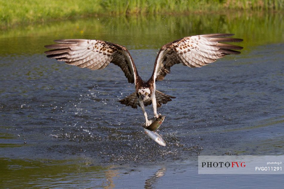 Osprey