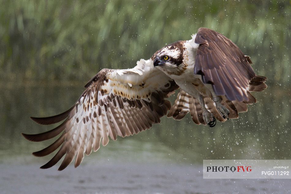 Osprey