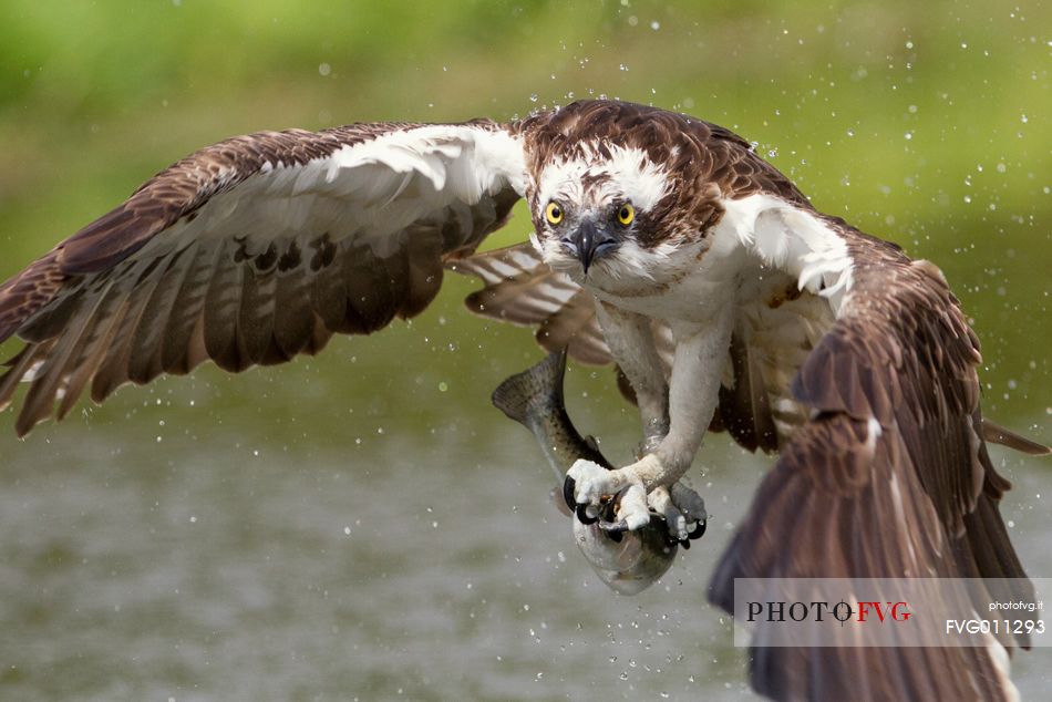 Osprey