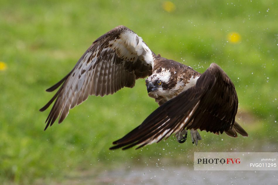 Osprey hunting 