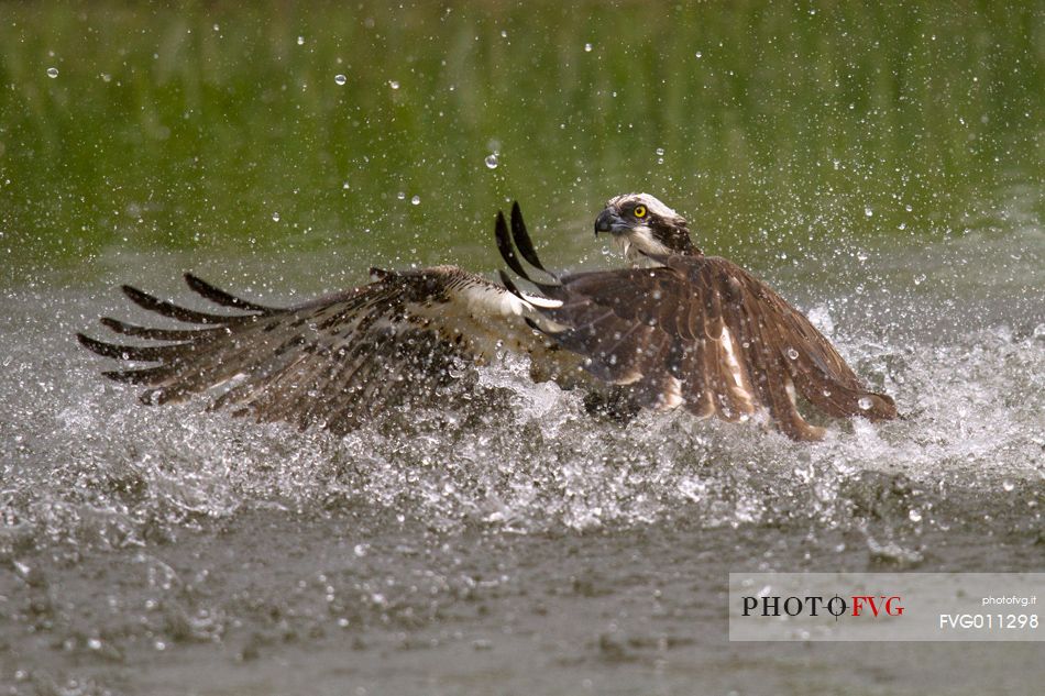 Osprey