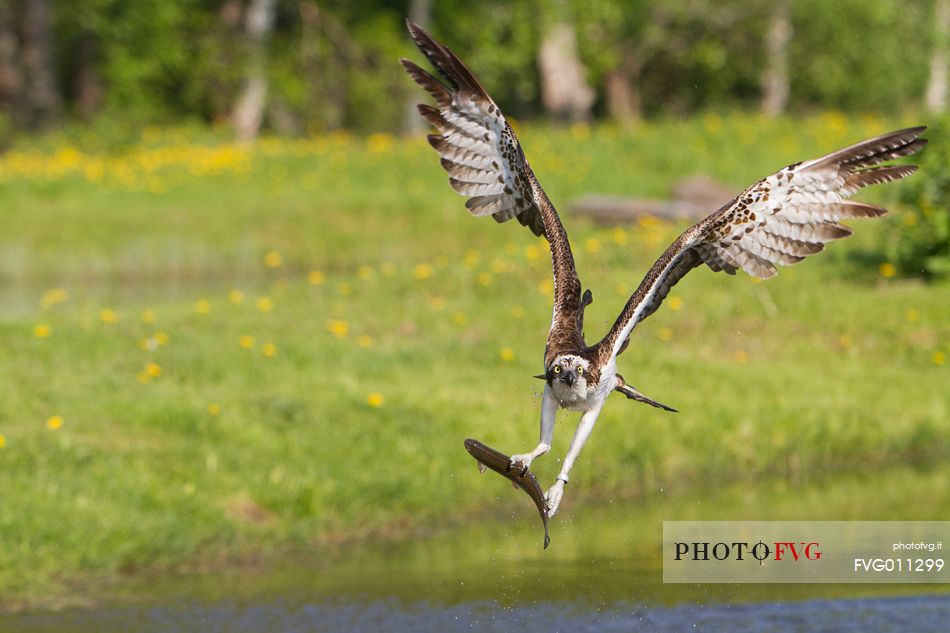 Osprey