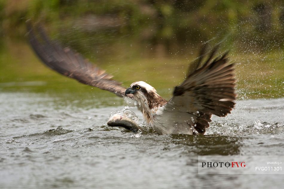 Osprey