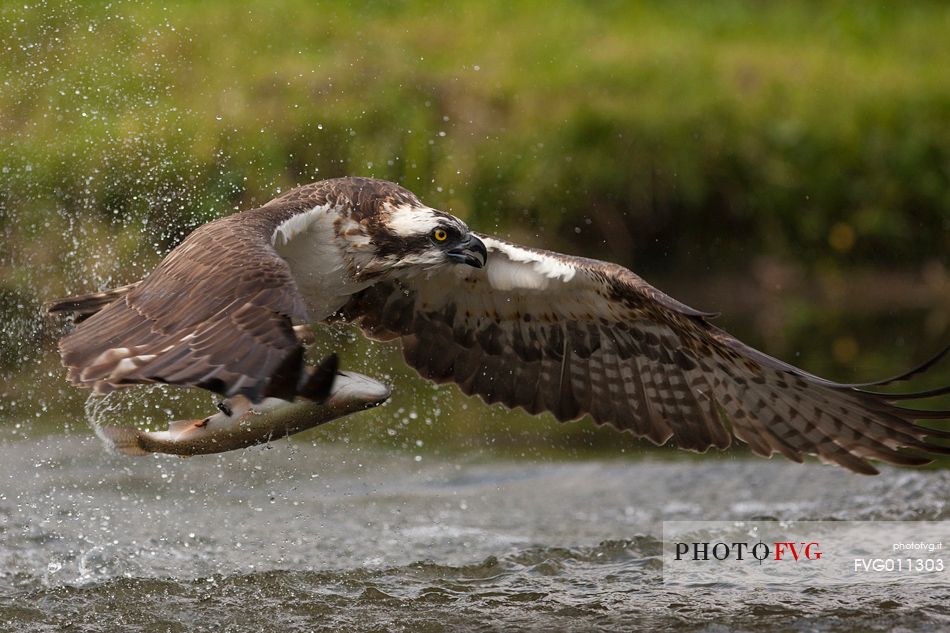 Osprey in flight with a prey, a fish