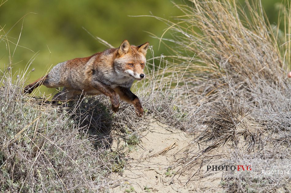 Red fox jumping