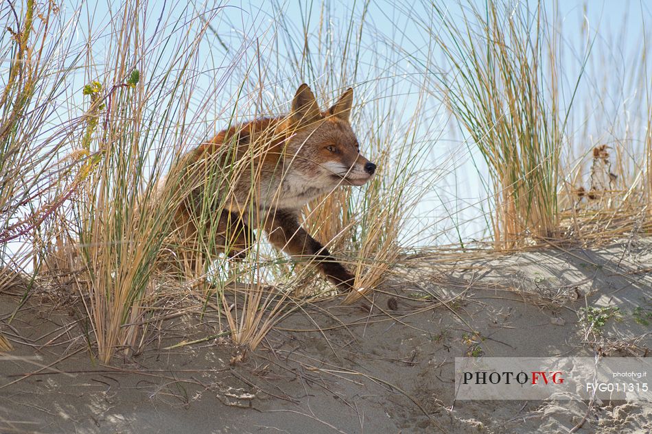 Red fox crossing a sand dune