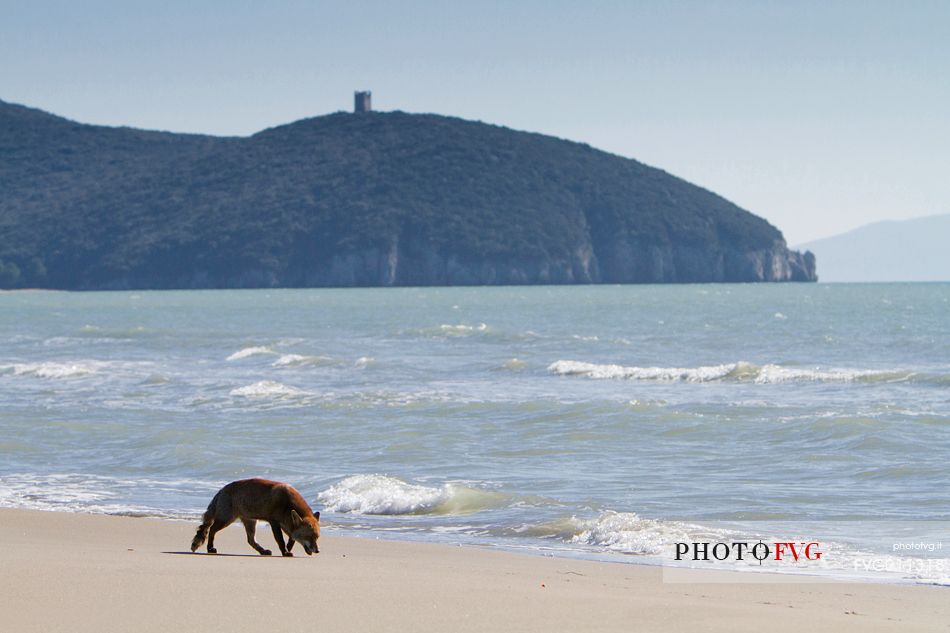 Red fox, seascape