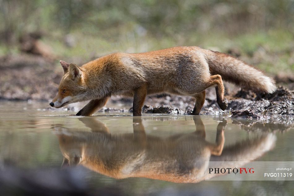 Red fox reflection 