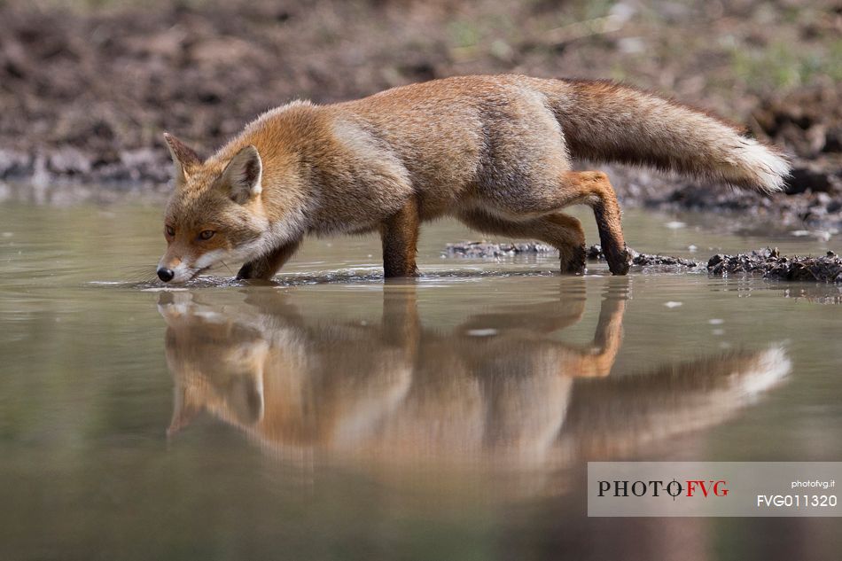 Red fox reflection 