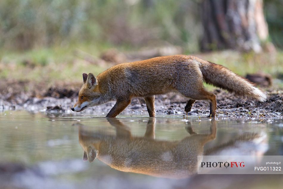 Red fox reflection 