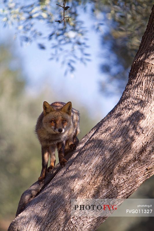 Red fox portrait