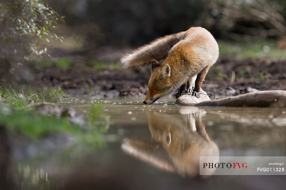 Red fox reflection 