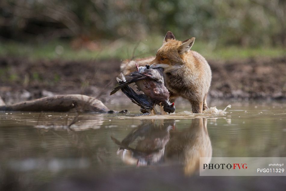 Red fox with a prey