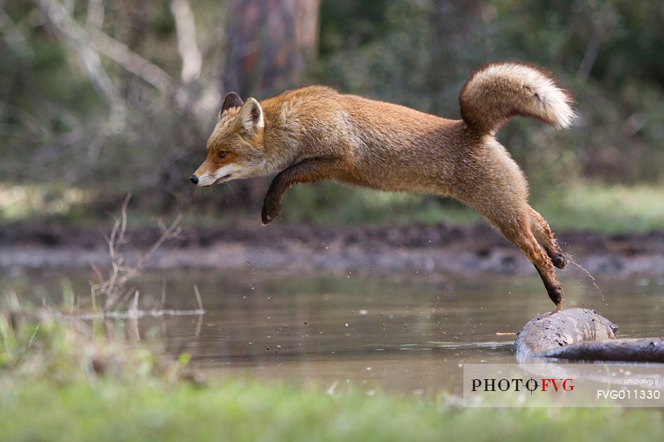 Red fox crossing a small river with a jump