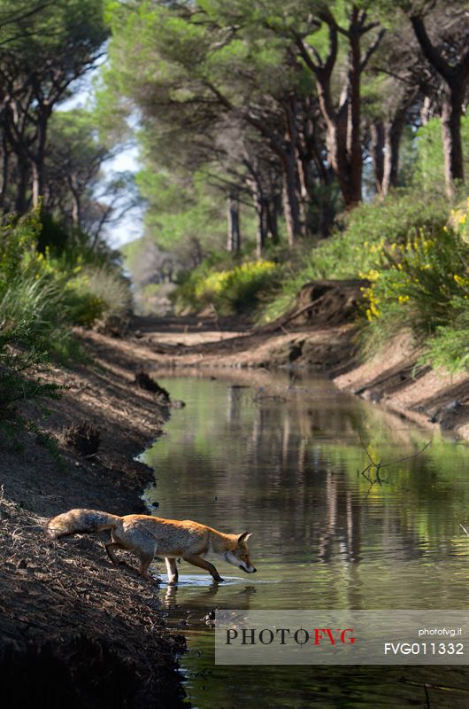 Red fox crossing a small river