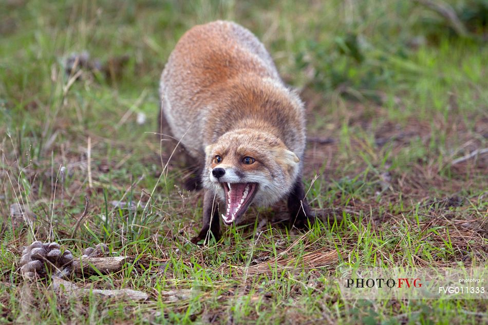 Red fox courtship