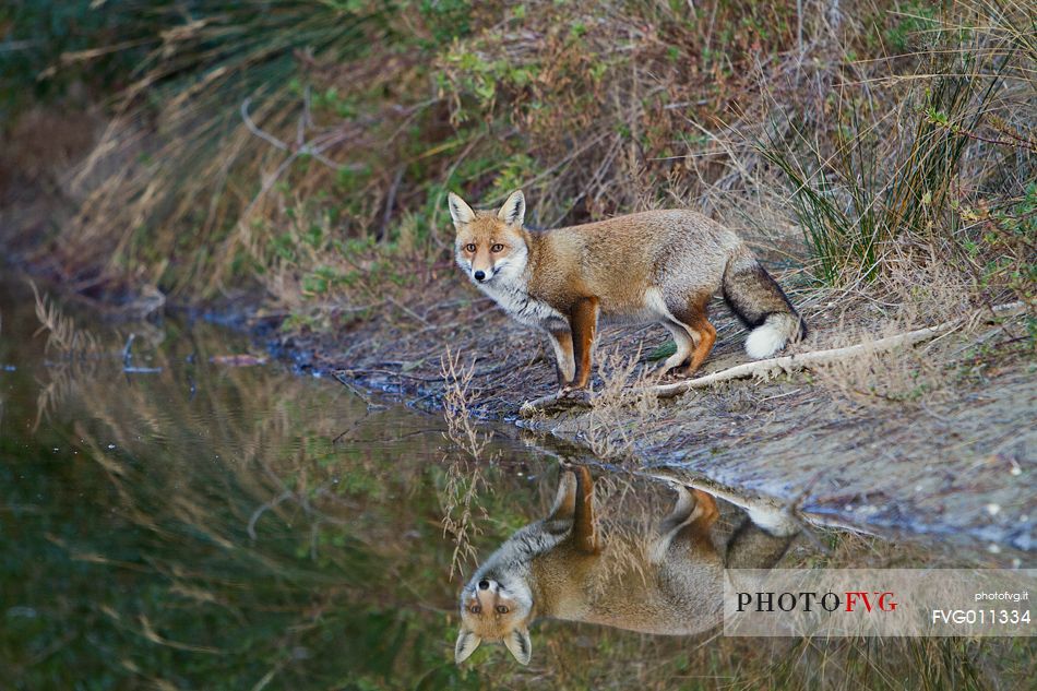 Red fox reflection 