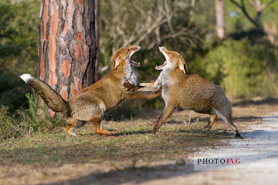 Red fox courtship